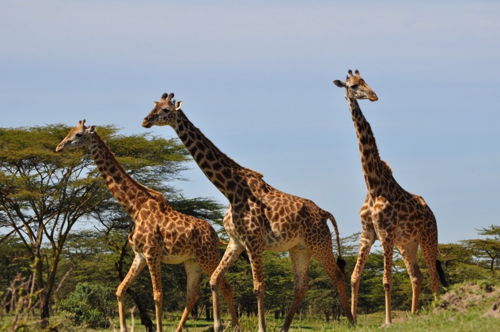Mikumi National Park Fly-In Safari — photo 3