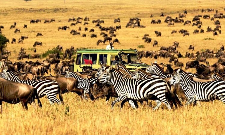 Tanzania Northern Circuit Safari