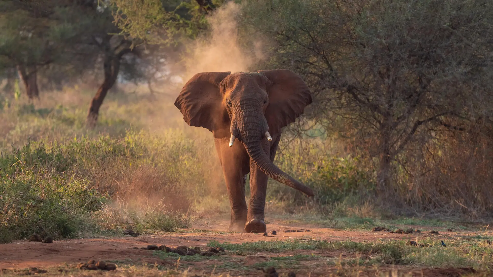 An-elephant-in-Tarangire-National-Park-Tanzania.jpg