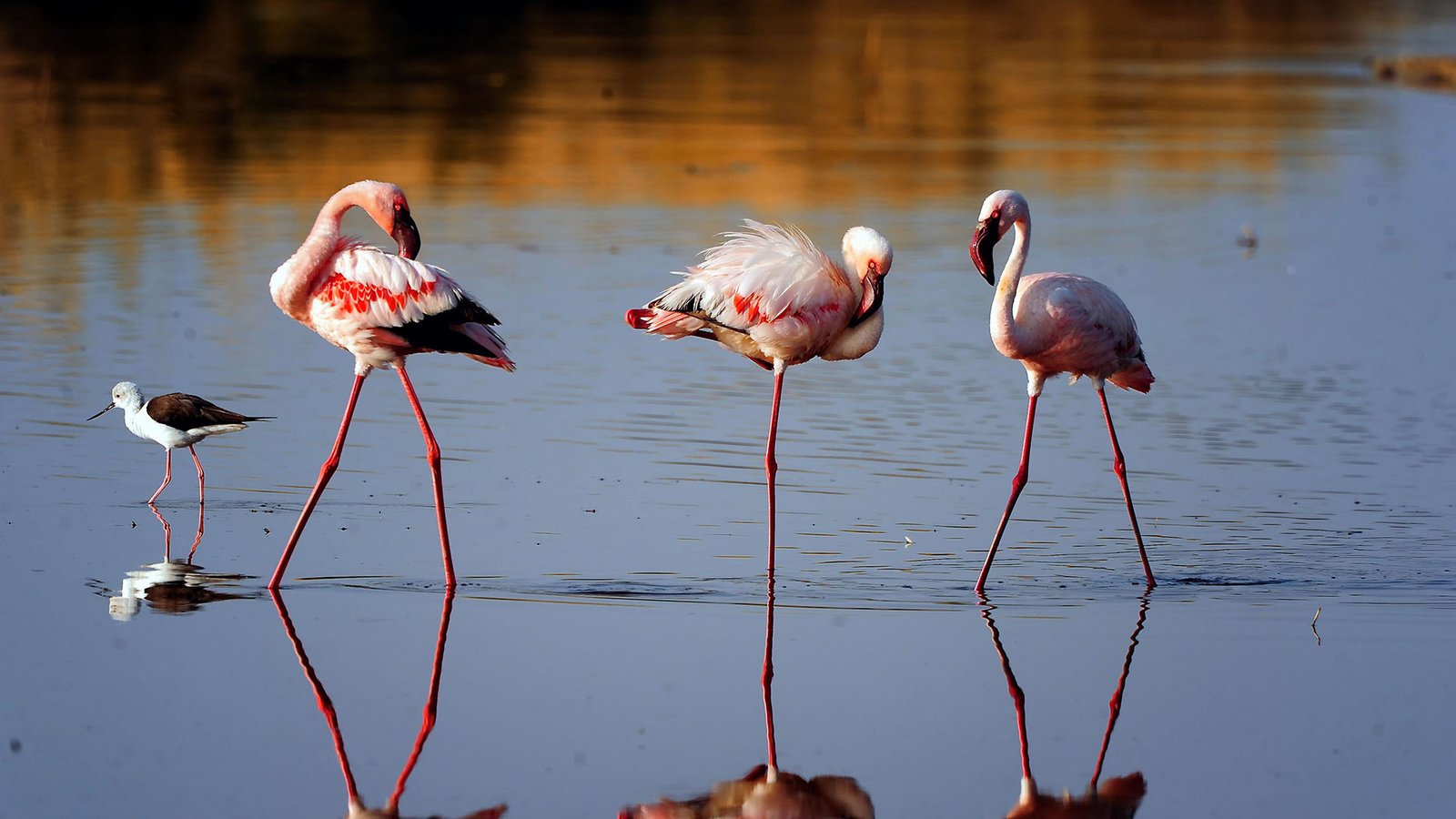 Lake Manyara Wildlife Safari
