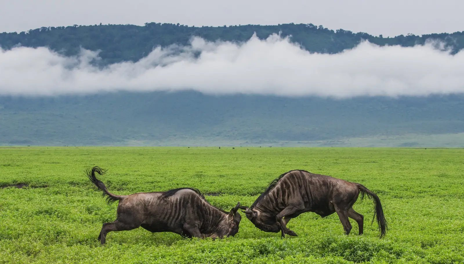 Ngorongoro Crater Game Drive & Departure