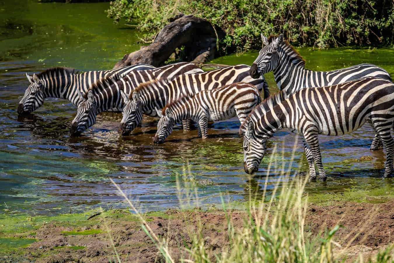 Tanzania-Zebras-in-Serengeti-NP-1