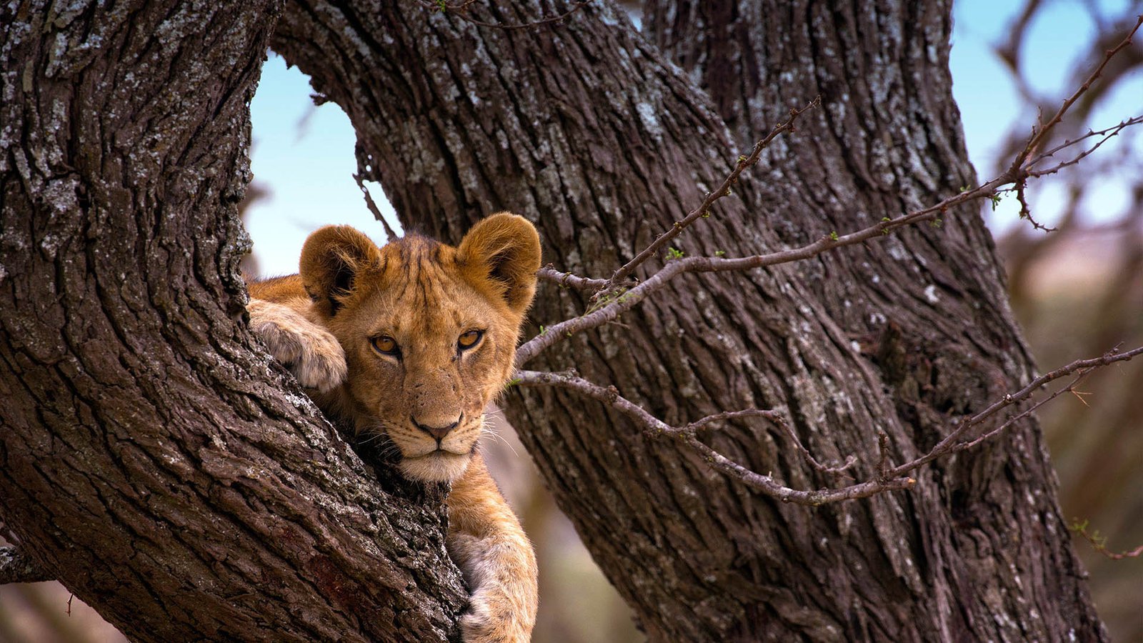 Western Serengeti NP