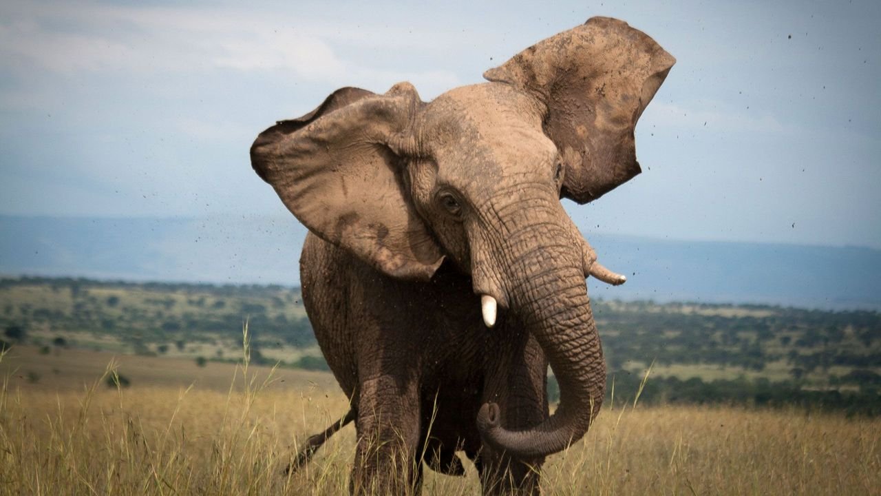 elephant