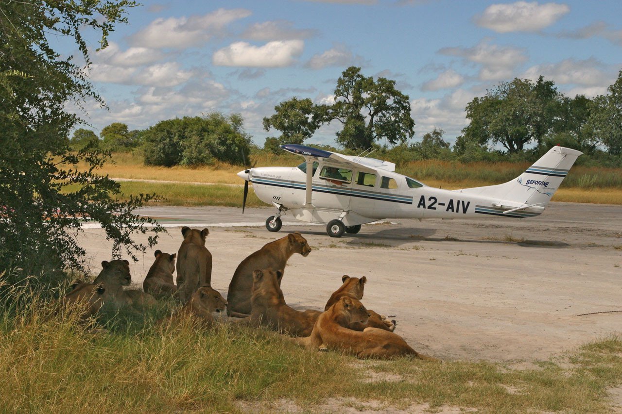 fly in safari