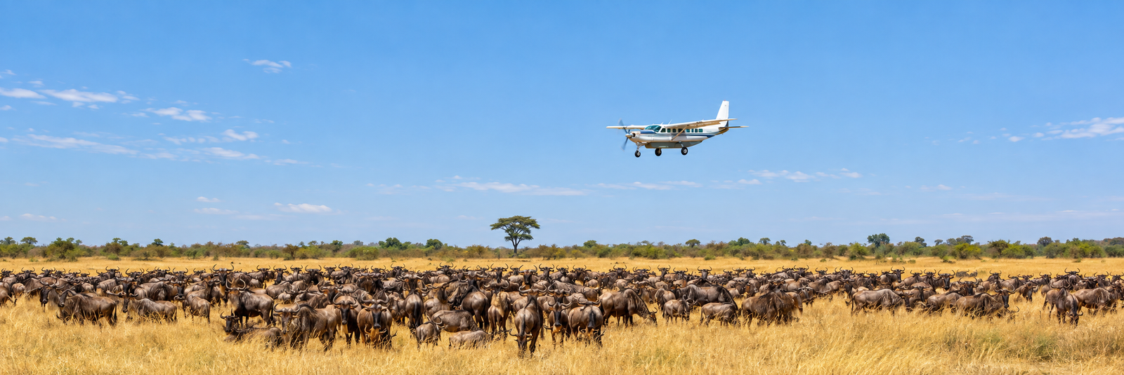 flyinsafari