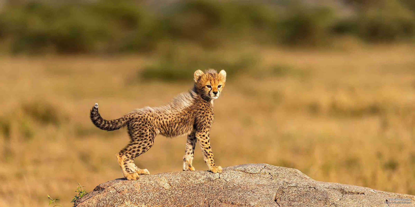 into serengeti