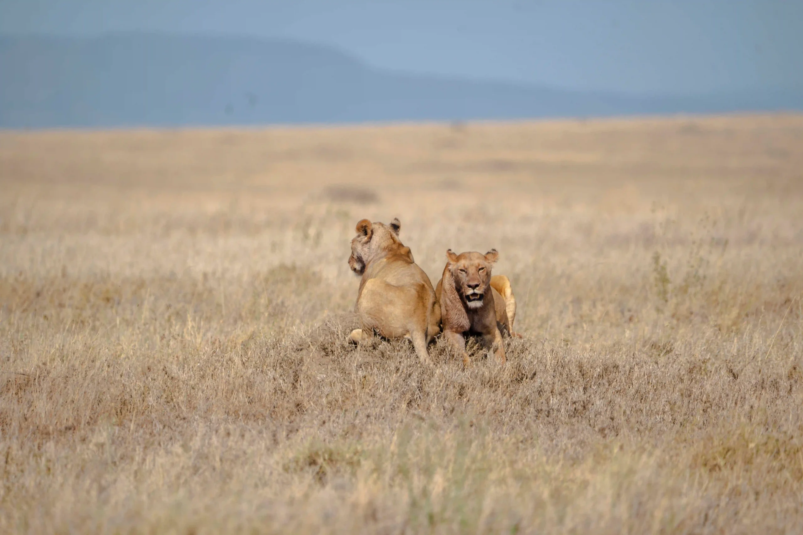 marhaba-escape-safari (12)