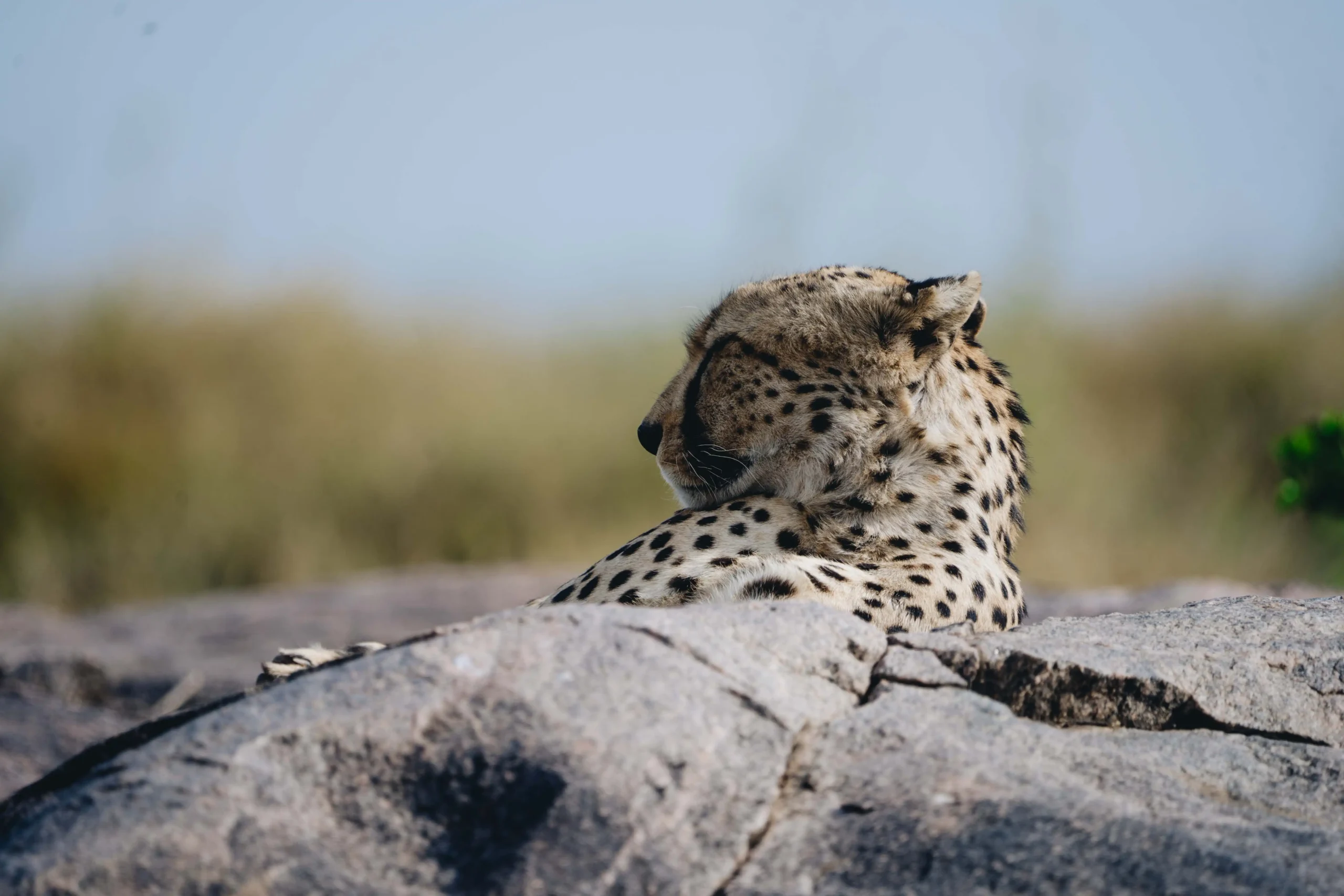 marhaba-escape-safari (59)
