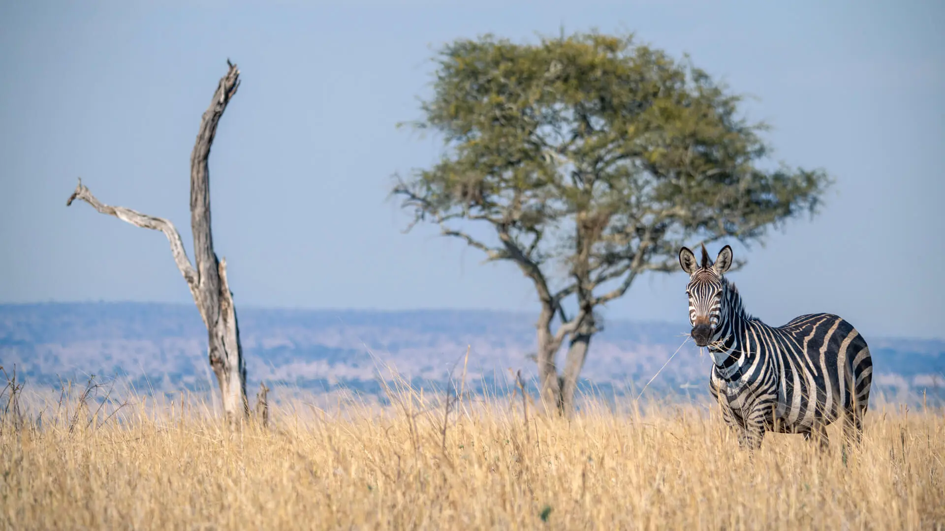 tarangire np.jpg