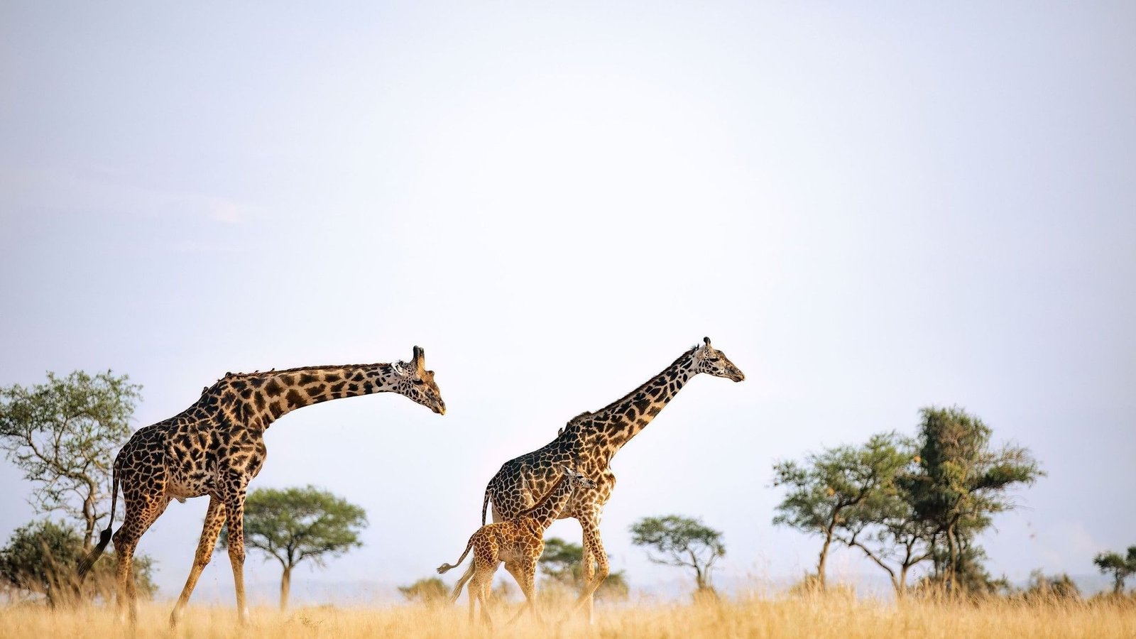 wildlife-western-serengeti-1b_wide