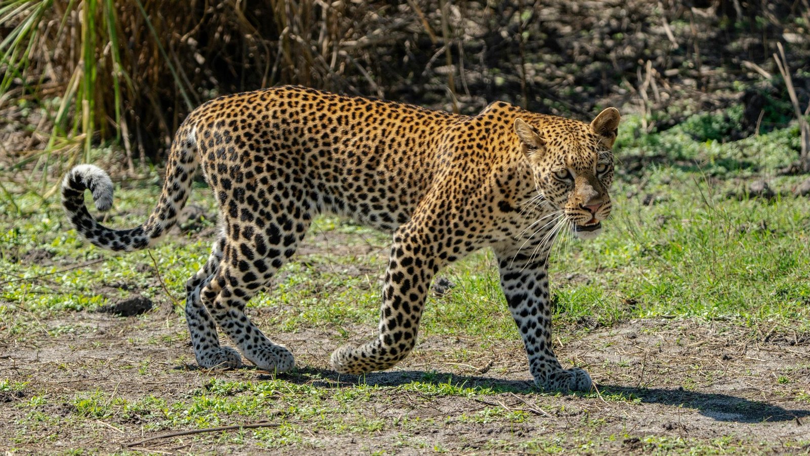 Image-scaled
