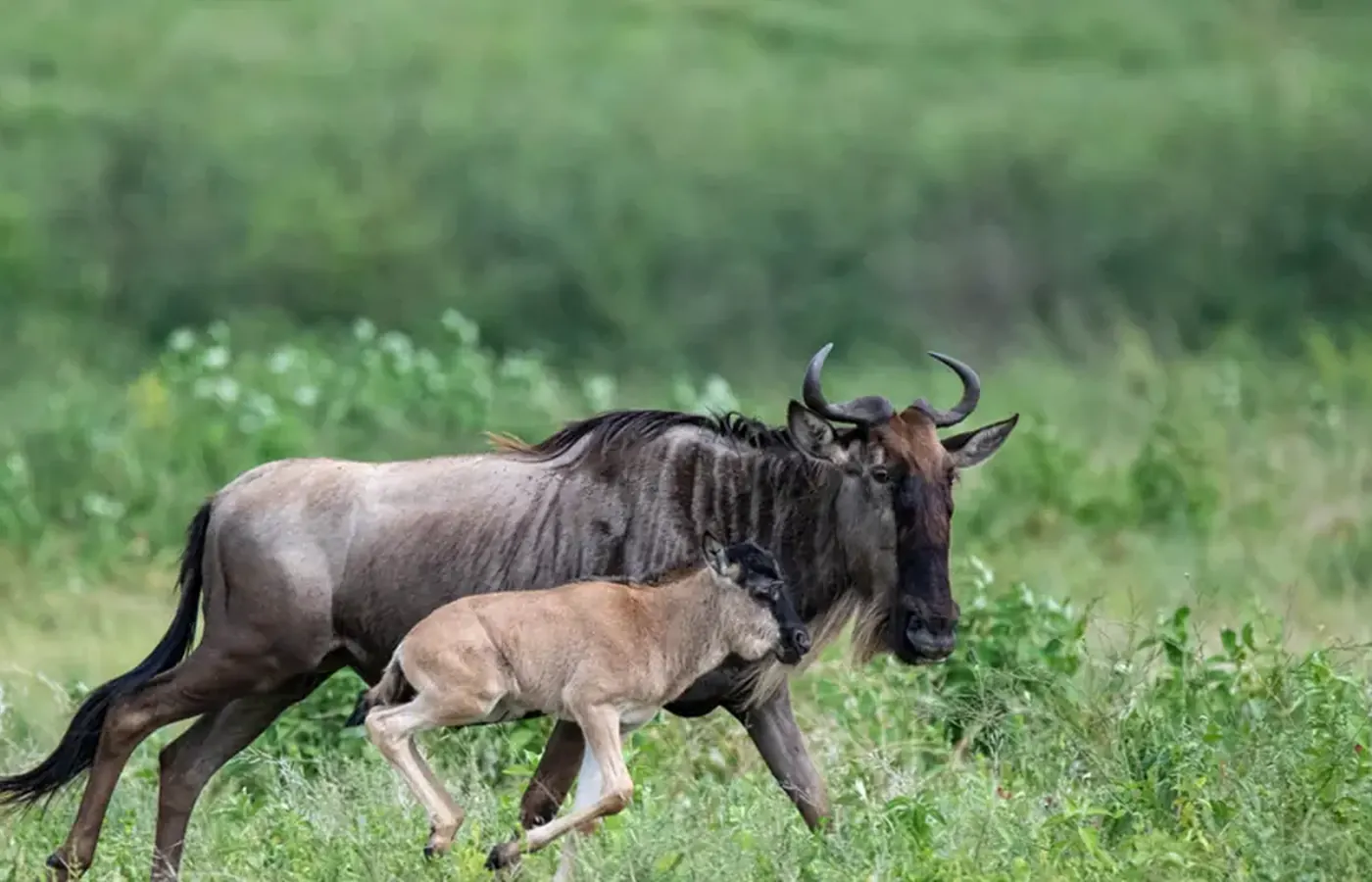 serengeti-great-migration-safari-9