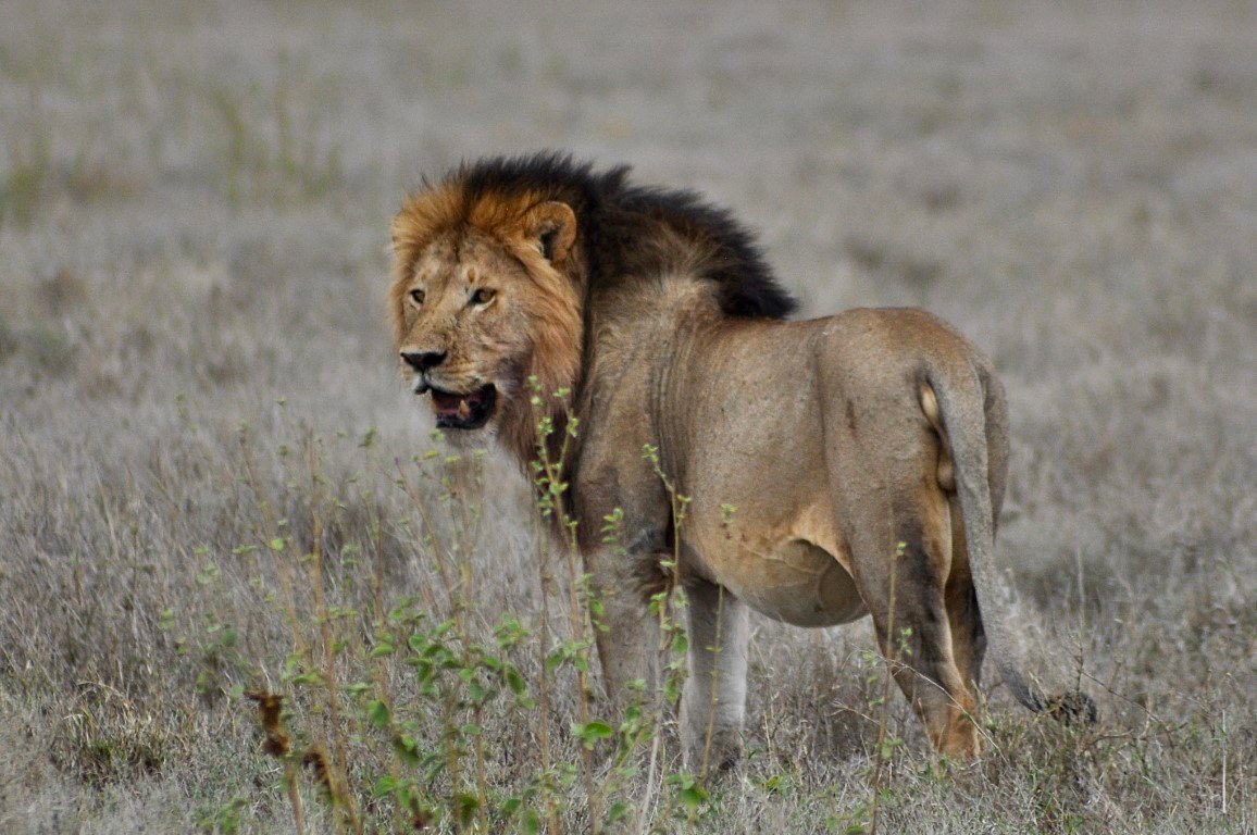 tanzania-safari-21