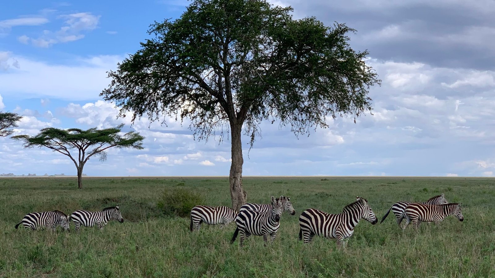 tarangire