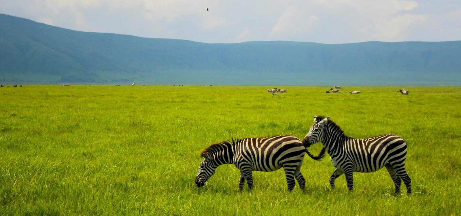 zebra-in-Ngorongoro-crater