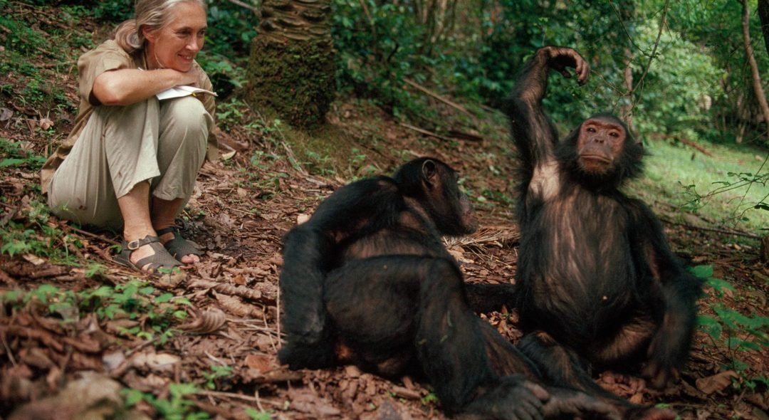 01-jane-gombe-chimp-study