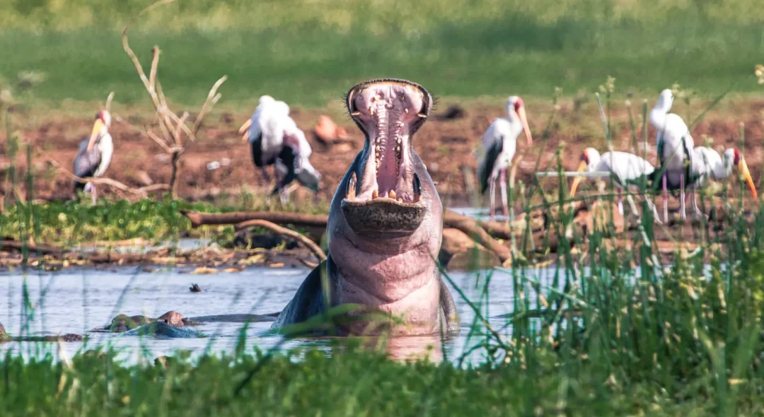 A-Hippo-in-Lake-Manyara-Arusha-Tanzania.jpg