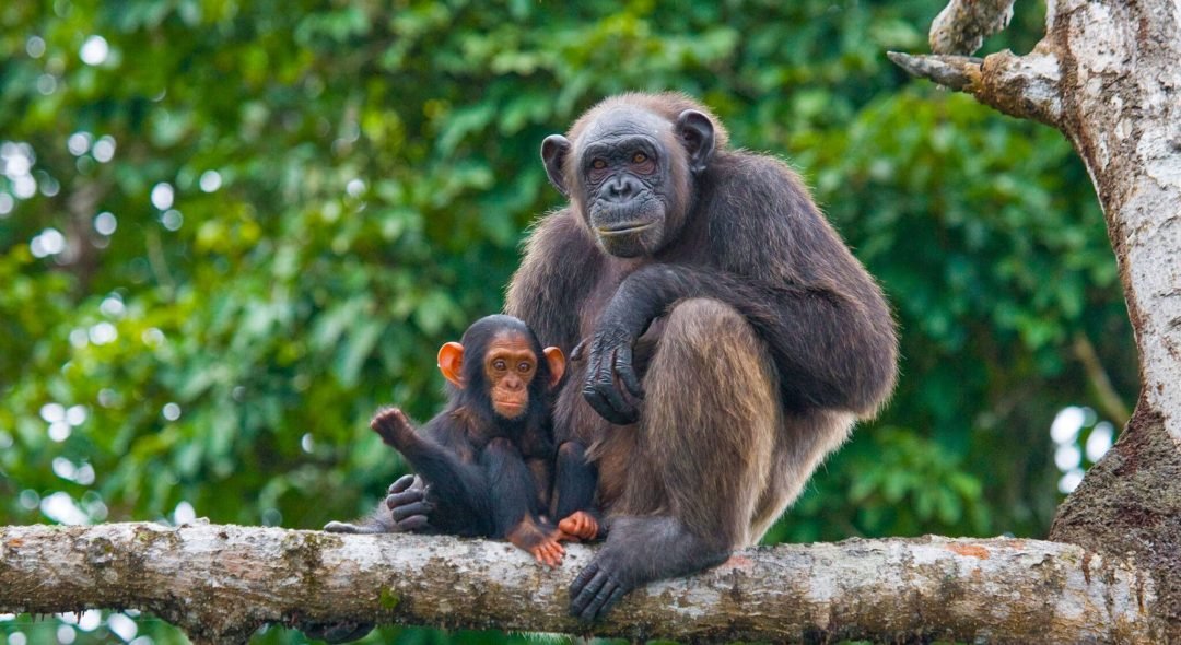 A-female-chimpanzeeMahale-Mountains-National-Park-Tanzania