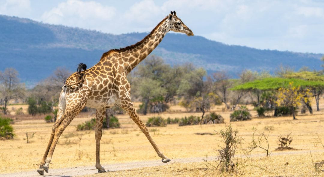 A-giraffe-running-across-the-road.-Somewhere-in-Nyerere-National-Park-Tanzania
