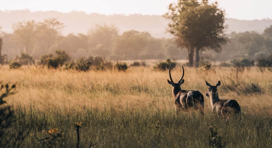 Antelopes-at-Saadani-National-Park-