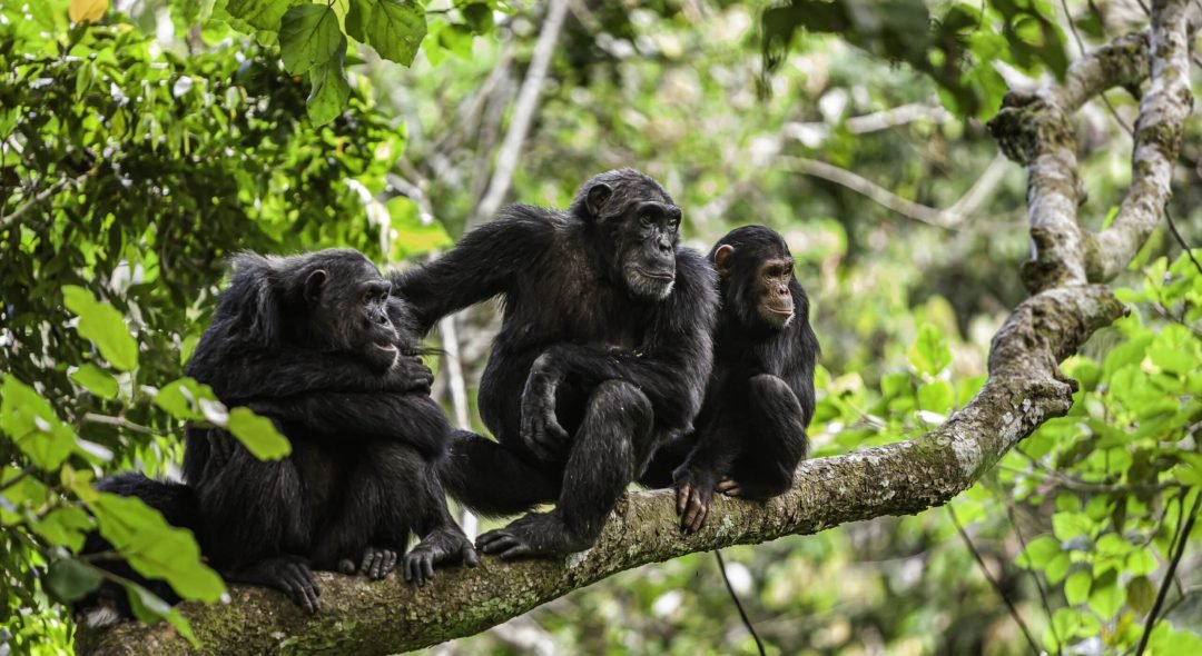 Chimpanzee-Family-at-Mahale-Mountain-National