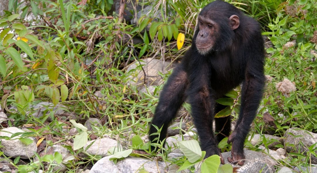 Chimpanzee-walking-mahale