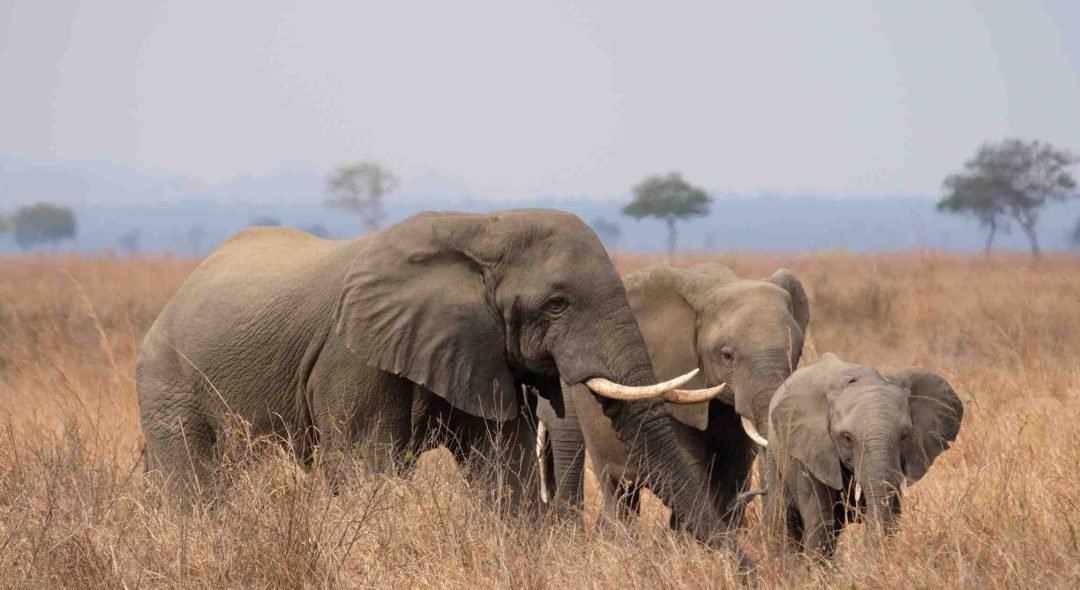 Elephant-with-calfs-Mikumi-National-Park-Tanzania