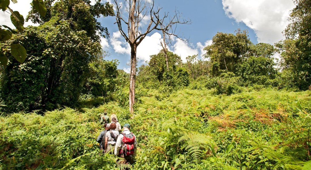 Forest-Hiking-at-Udzungwa-Mountains