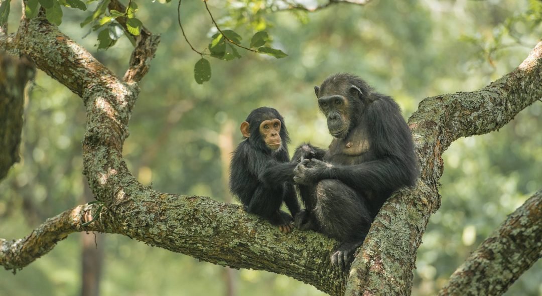 Gombe-Stream-National-Park