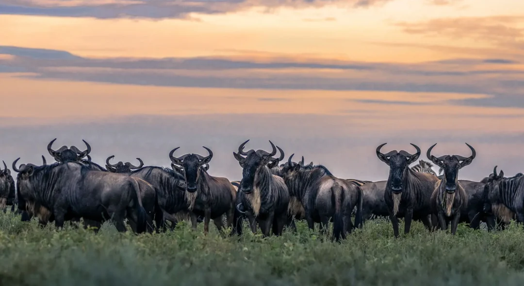 Herd-of-Wildebeest-in-Serengeti-National-Park.jpg