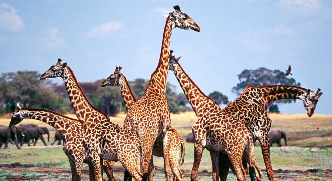 Katavi-Giraffe-Elephant-Plains-Grasslands