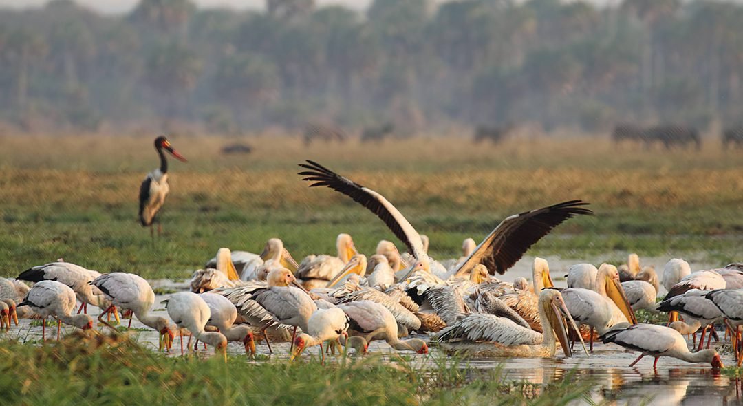 Katavi_National_Park_20