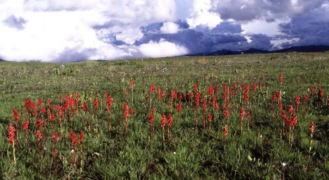 Kitulo_National_Park_Orchidbed