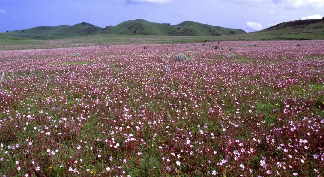 Kitulo_National_Park_Sea_of_Flowers