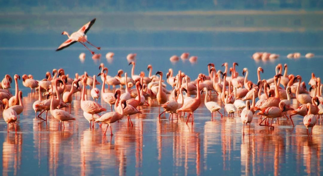Lake-Manyara-Pink-flamingos