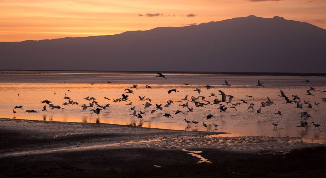 Lake_Natron_Flamingos
