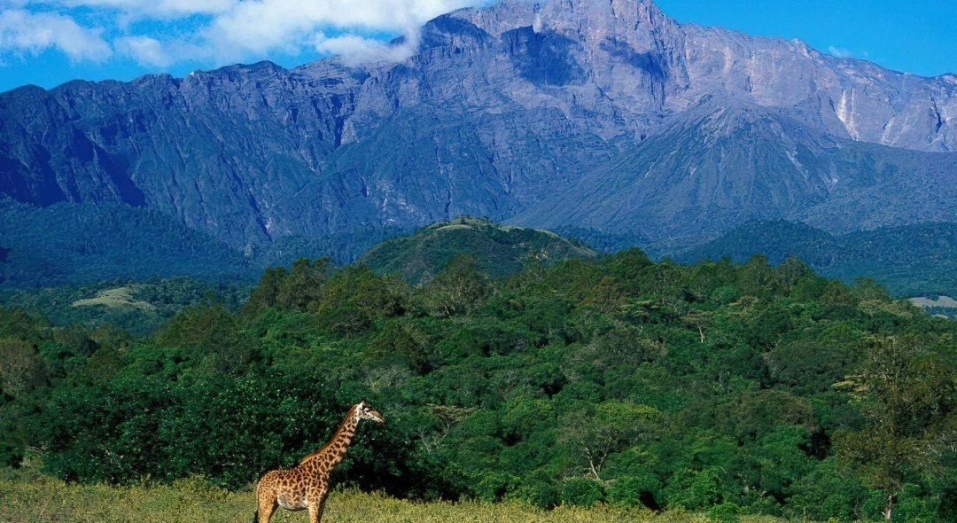 Mount_Meru_Girrafe