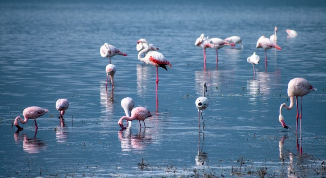 Ngorongoro (1)