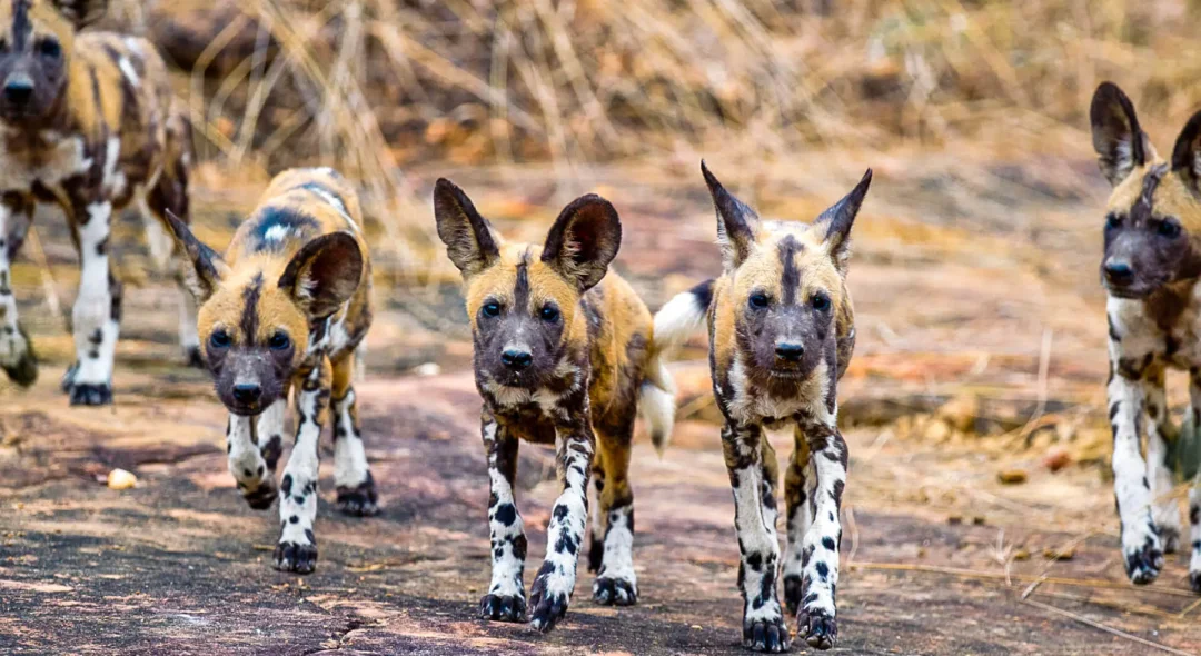 Nyerere-National-Park-is-known-for-its-wild-dog-populations.jpg