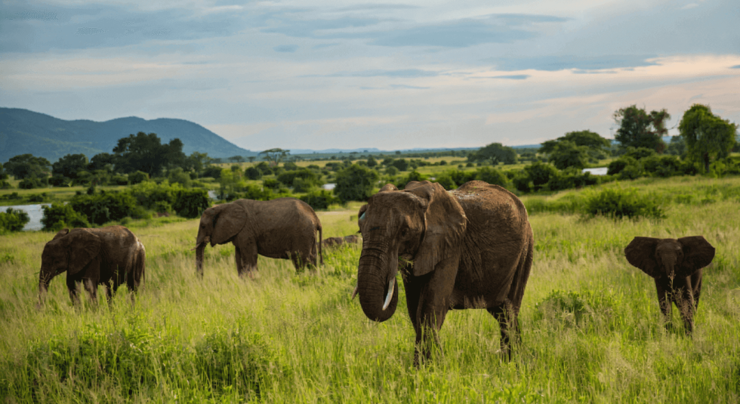 Ruaha National Park1