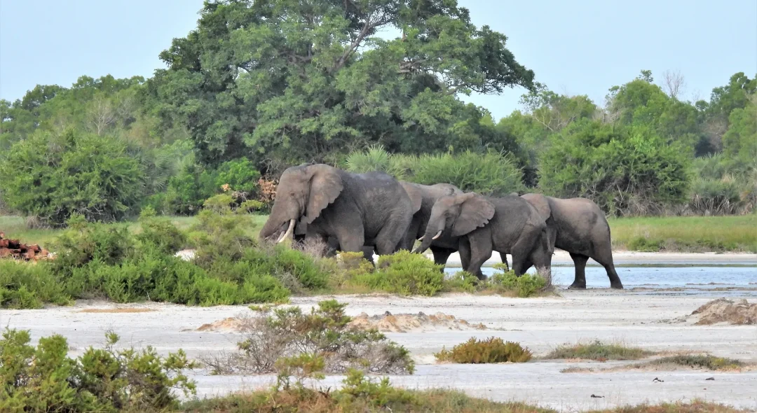 Saadani National Park2