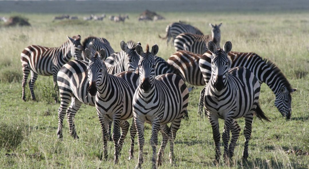 Serengeti_National_Park_Zebras_20