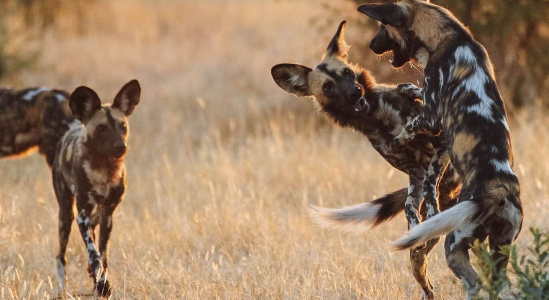 Tanzania-Ruaha-National-Park-African-Wild-Dog