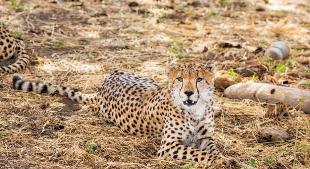 Tarangire National Park2