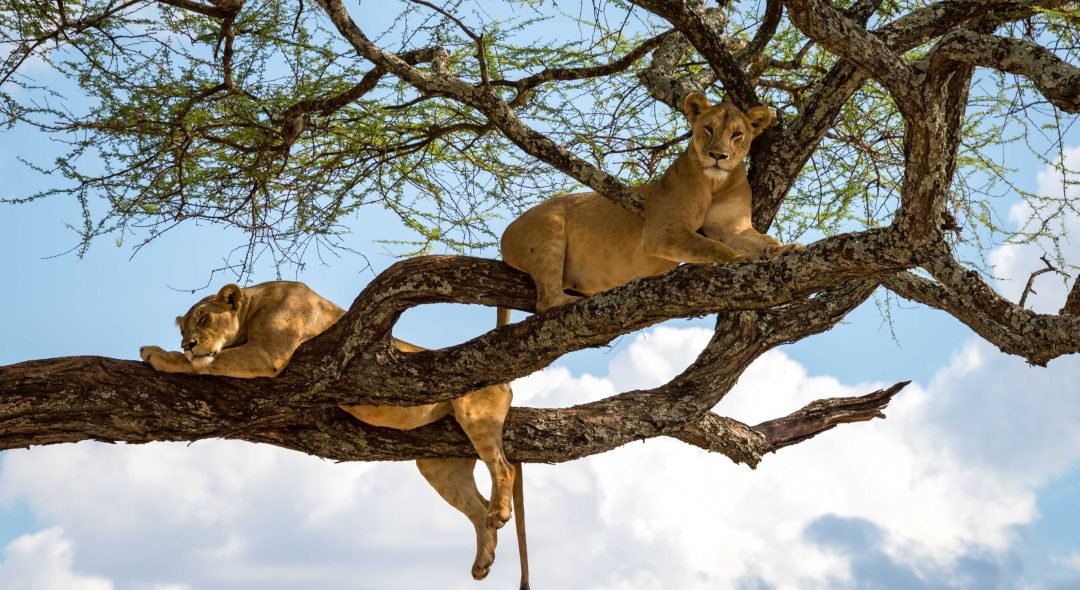 Tree-climbing-Lions-lake-manyara-tanzania-timbuktu-travel