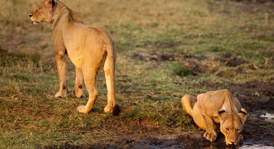 Two-Lioness-