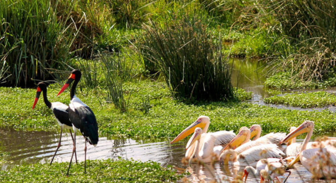 UDZUNGWA-MOUNTAINS-NATIONAL-PARK-4