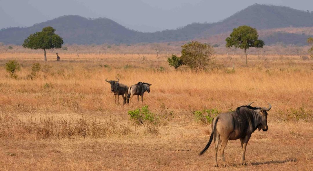 Wildebeests-Mikumi-National-Park-Tanzania
