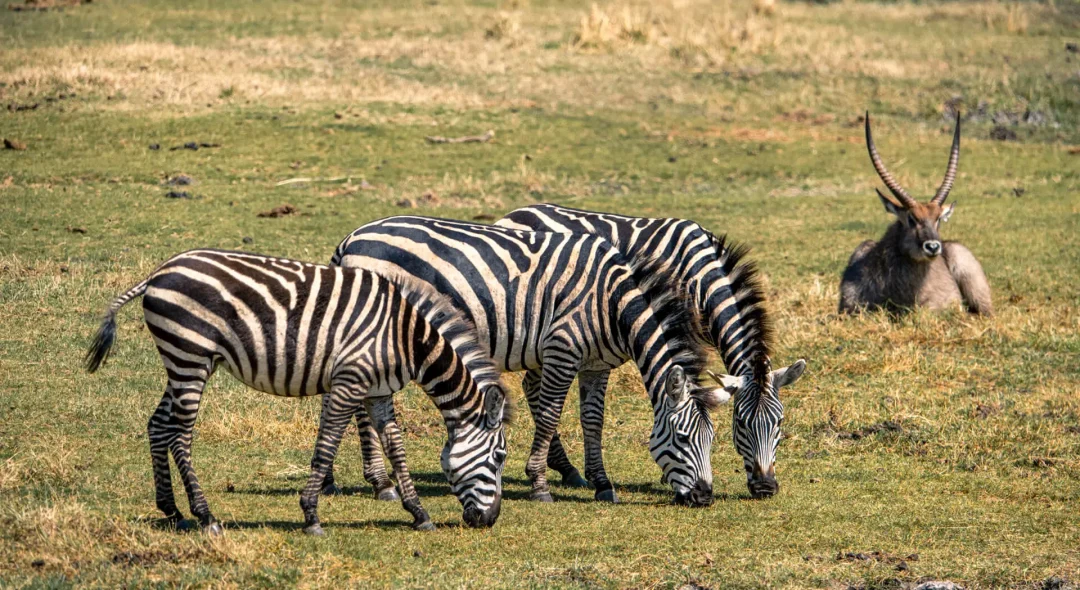 Zebras-grazing-in-Ngorongoro-Tanzania.jpg